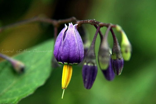 تلخ و شیرین